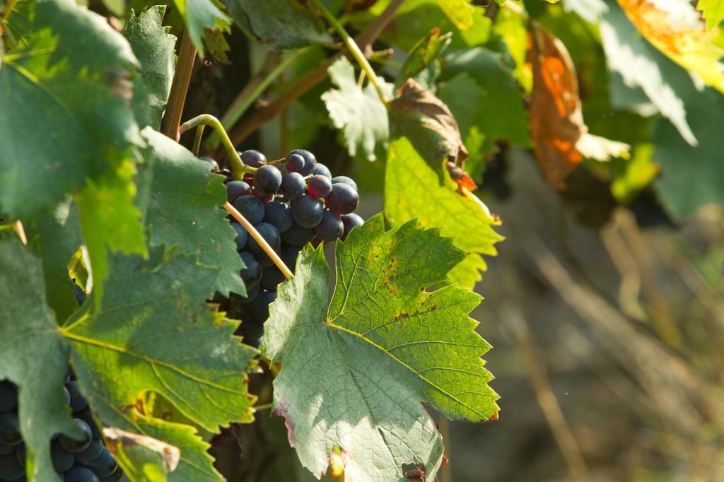 Podere San Lorenzo تيرانووفا براتشولي المظهر الخارجي الصورة